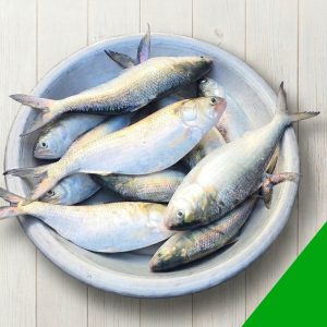 fresh padma hilsa fish 700-800g, river hilsa fish Bangladesh, deshi hilsa fish