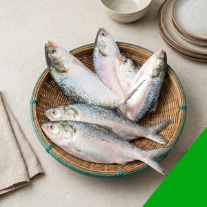 fresh padma hilsa fish 800-1000g, river hilsa fish Bangladesh, deshi hilsa fish