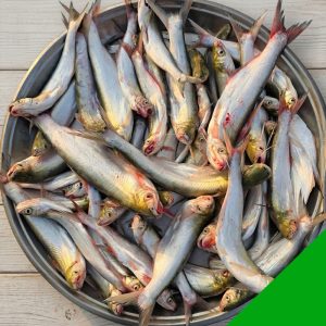 fresh bacha fish Bangladesh river fish