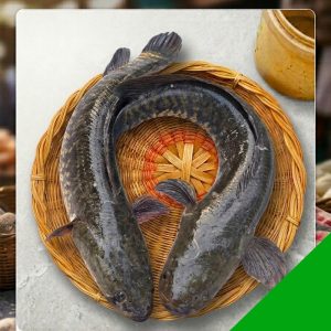 fresh shol fish 1-1.5 kg Bangladesh