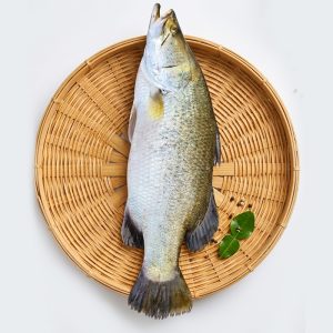 fresh vetki fish 3 4 kg, coral fish bangladesh, big size vetki fish